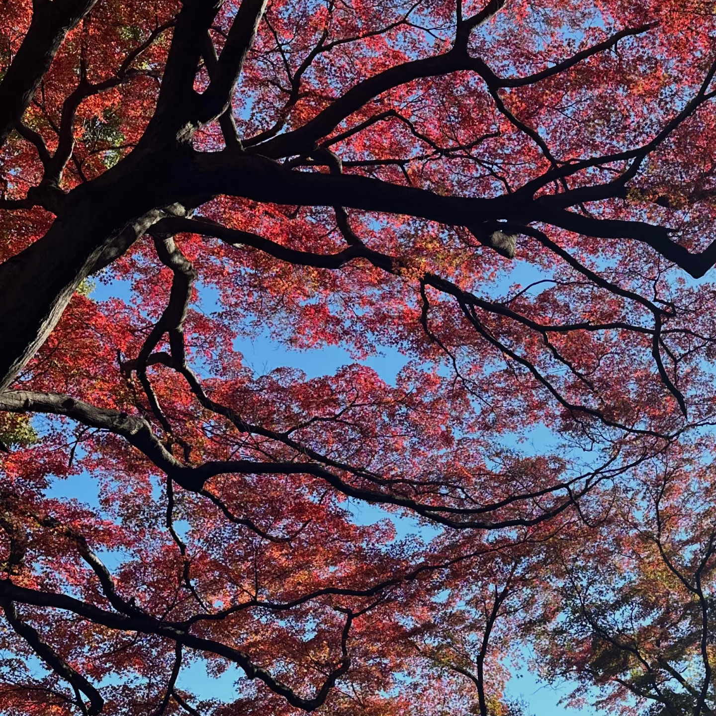 foliage